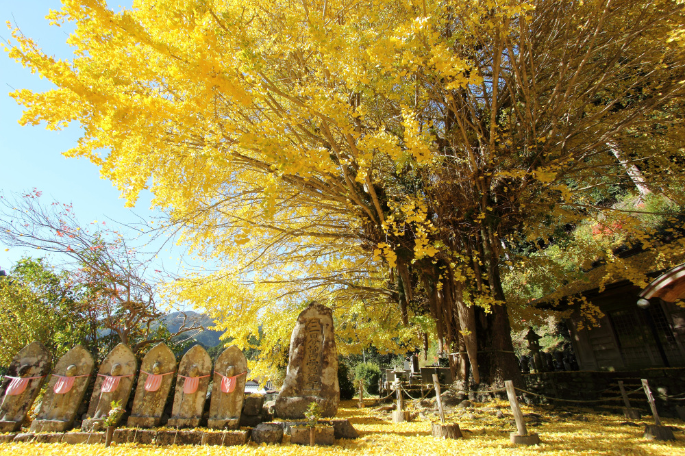 旬のおすすめ情報
鮮やかに彩る紅葉狩り【5選】
