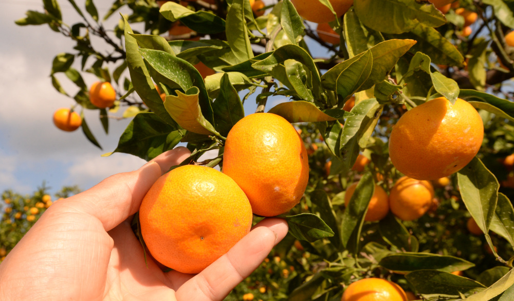 採れたてが食べ放題!和歌山県のおすすめみかん狩り5選
