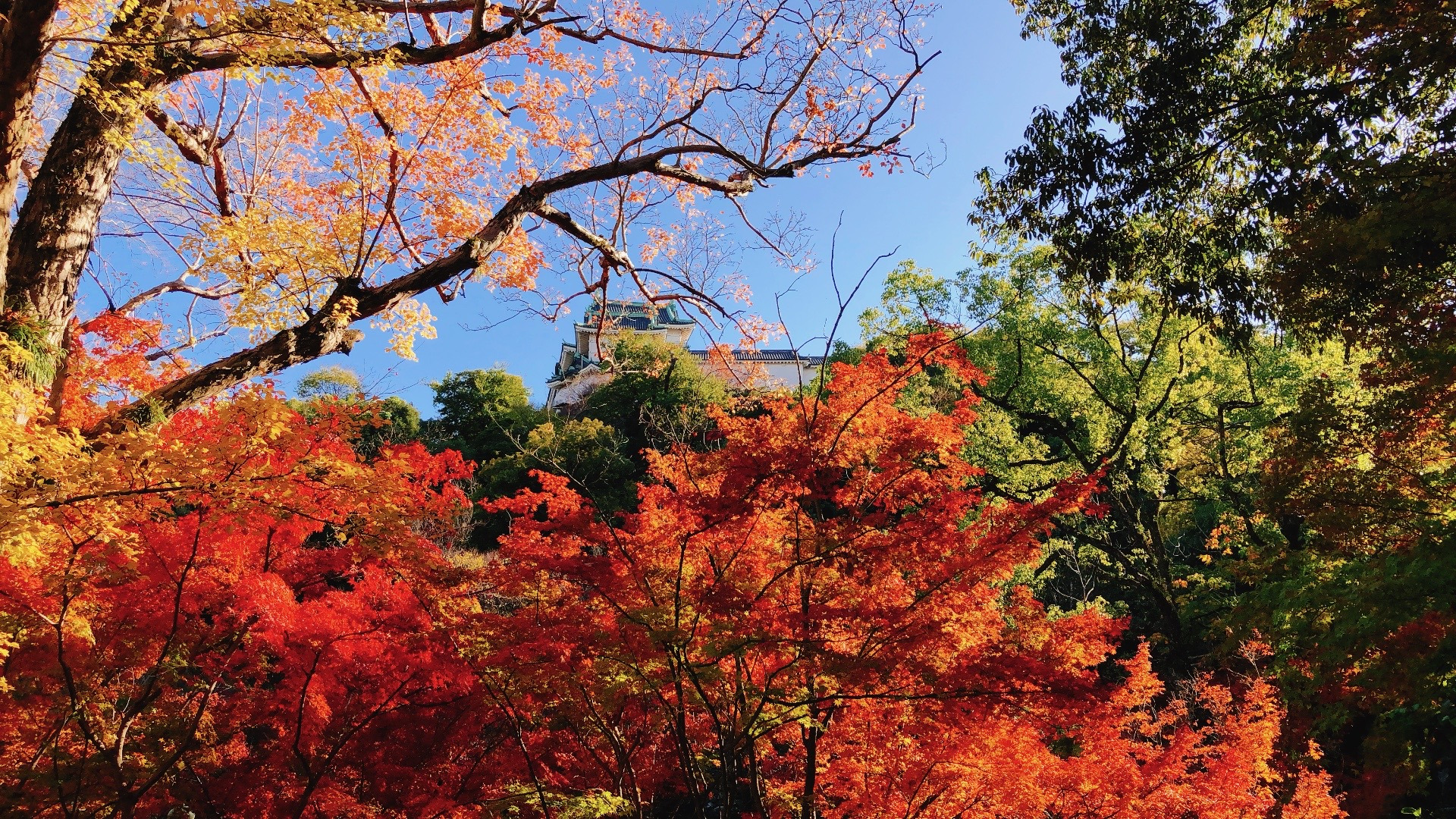 2025年和歌山の紅葉とイチョウの人気スポット16選! 周辺お立ち寄り情報も