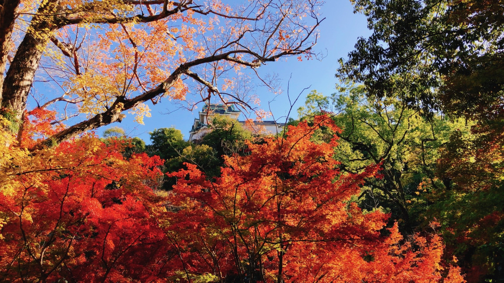 2025年和歌山の紅葉とイチョウの人気スポット16選！ 周辺お立ち寄り情報も
