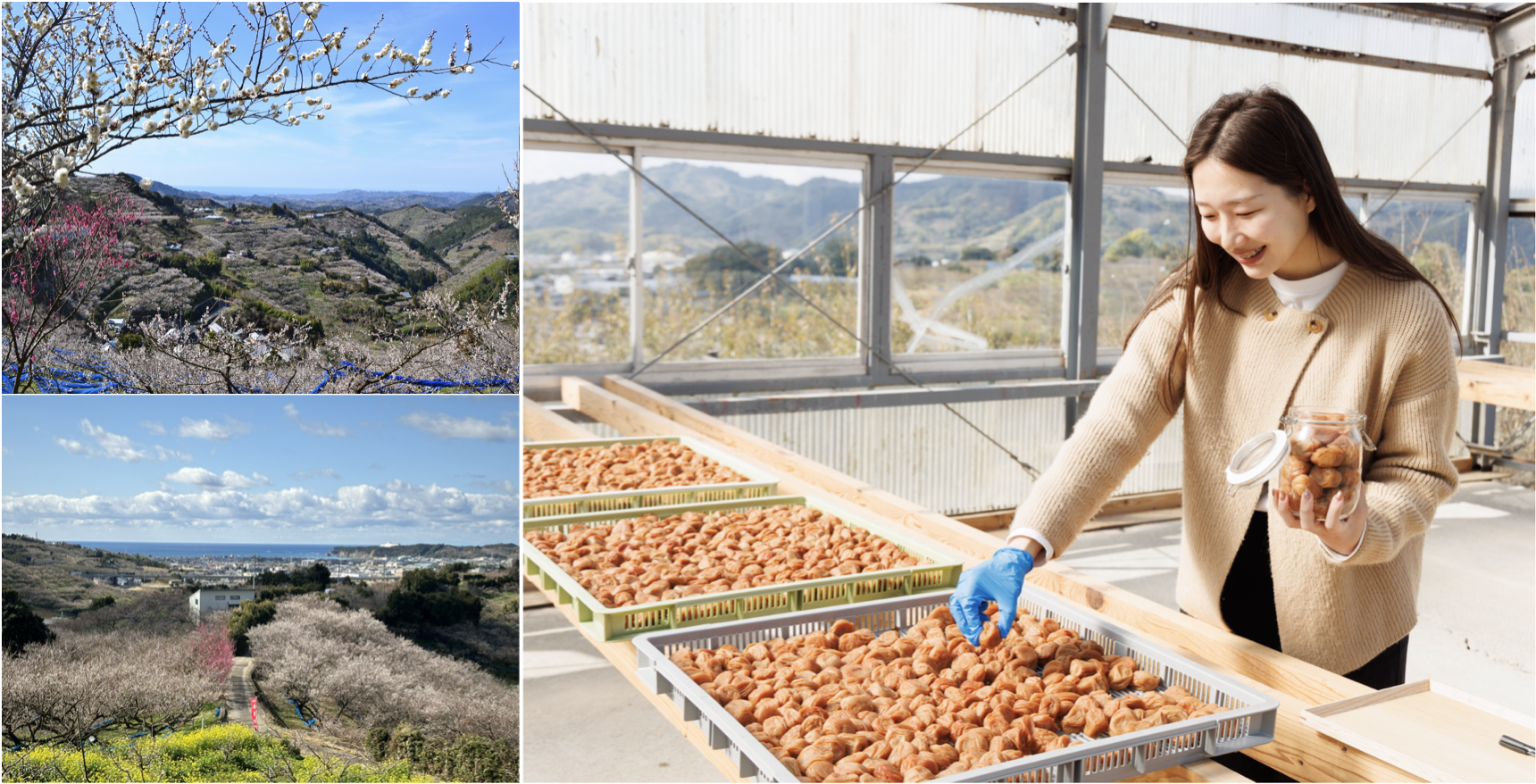 梅がつなぐ里山の恵み〜みなべ・田辺で巡る“循環”の旅〜