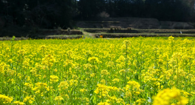 写真映えも癒やしも！「和歌山県の菜の花畑5選」周辺スポットも紹介
