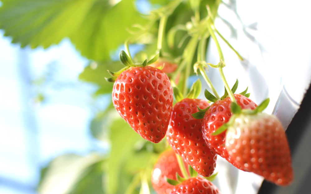 2026年 和歌山のいちご狩りスポット！ 観光農園で旬のおいしさを味わって