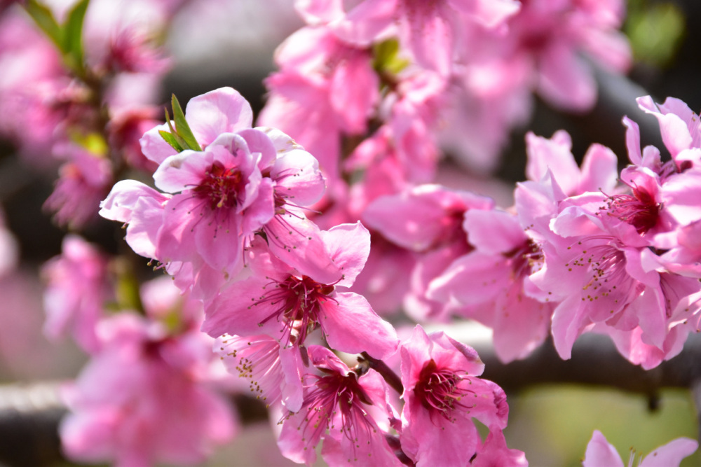 2026年4月　和歌山県内のイベント情報まとめ