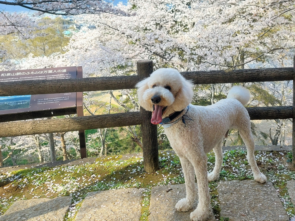 和歌山で楽しむ愛犬とお出かけ！モデルコース5プランと愛犬と訪れたいスポットまとめ