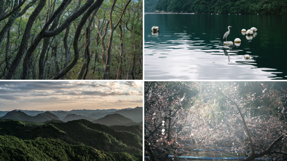 【Birdingを楽しむ和歌山旅】
Into the BIRDS WAKAYAMA
森、海、山、梅林。和歌山らしい4つの風景、その深層へ