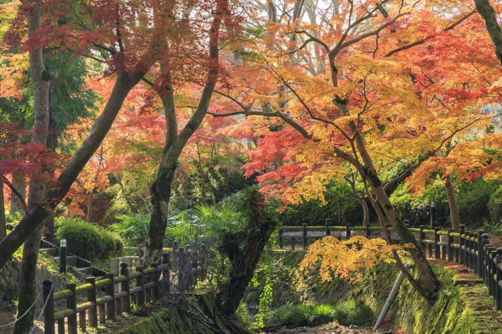 根來寺