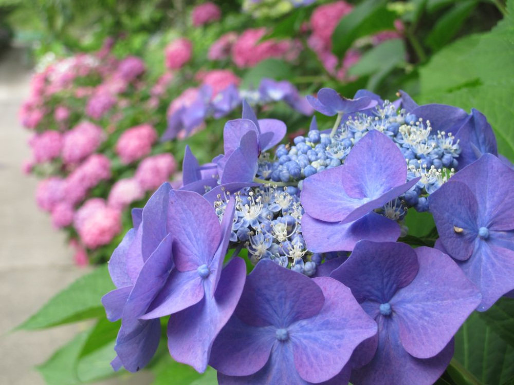 画像提供：和歌山県植物公園 緑花センター