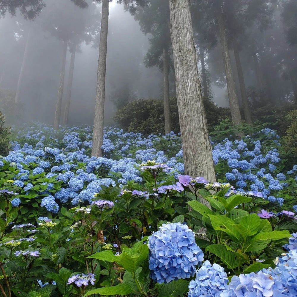 画像提供：花園あじさい園