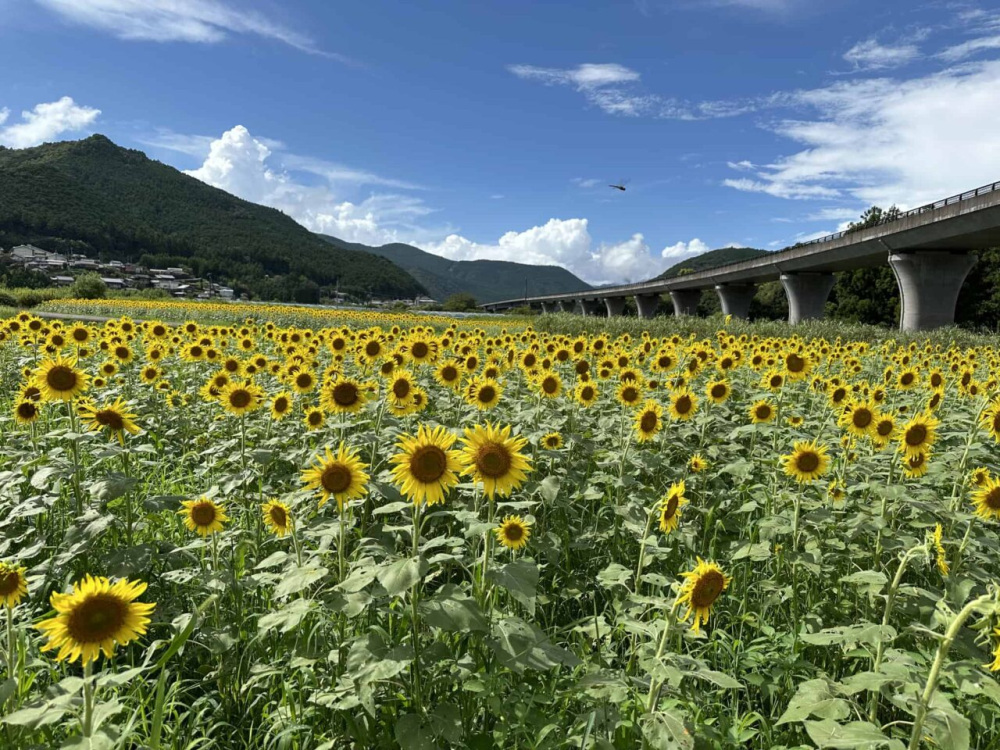 画像提供：新宮市熊野川行政局
