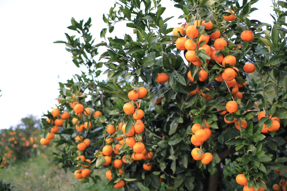 画像提供:観音山フルーツガーデン