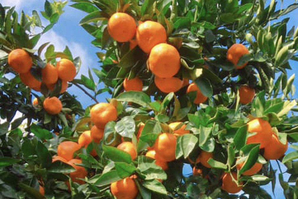 画像提供:ダイマル農園