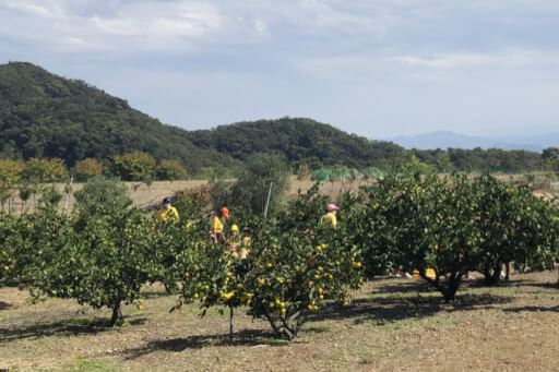 画像提供:森農園