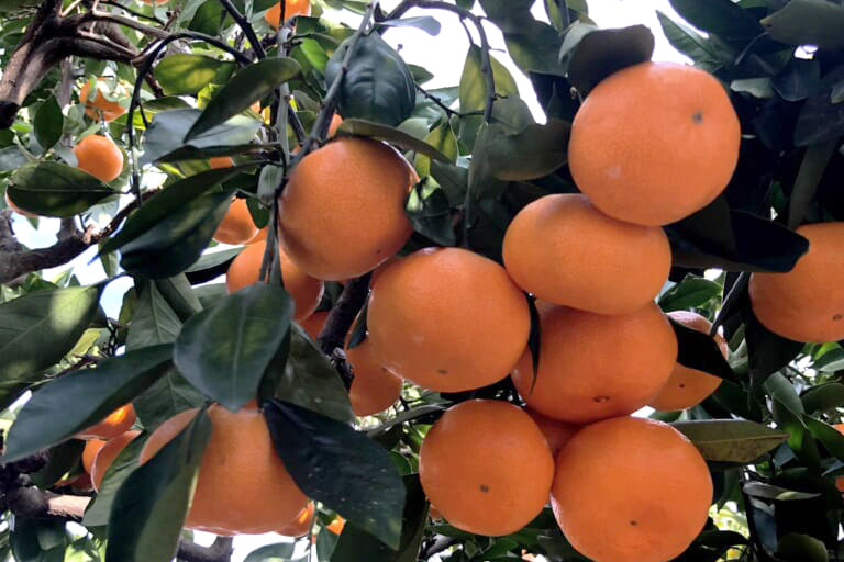 画像提供:森農園