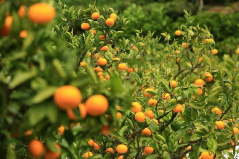 画像提供:スガイ農園