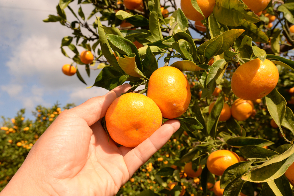 画像提供:秋津野ガルテン