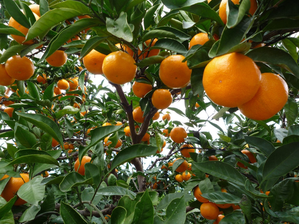 画像提供:秋津野ガルテン