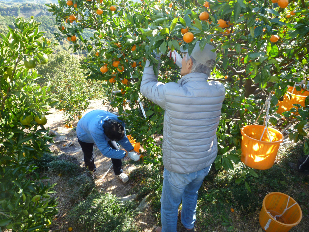 画像提供:秋津野ガルテン