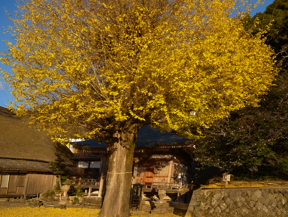 画像提供:かつらぎ町産業観光課