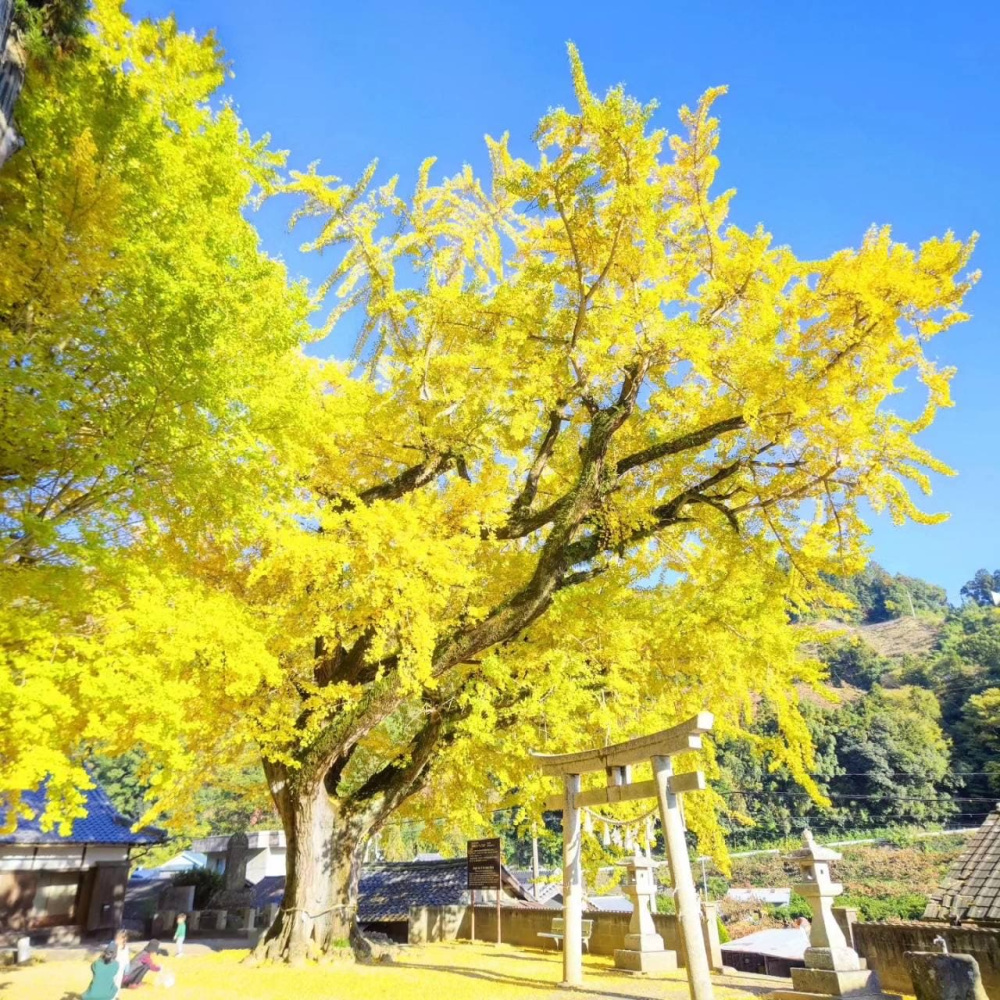 画像提供:紀の川市観光振興課