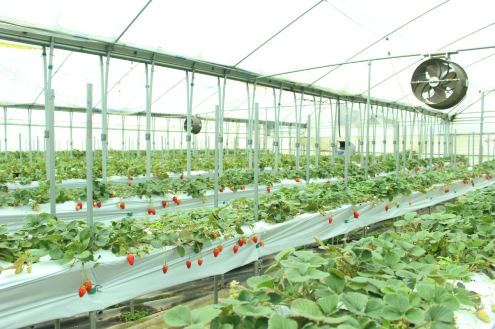 画像提供：かつらぎ町まちづくり推進課