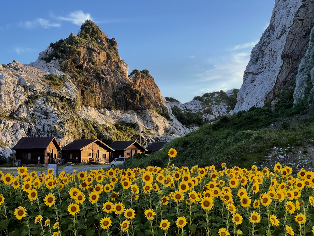 白い石灰岩と青空を背景に、ひまわりが夏の彩りを添えます。
