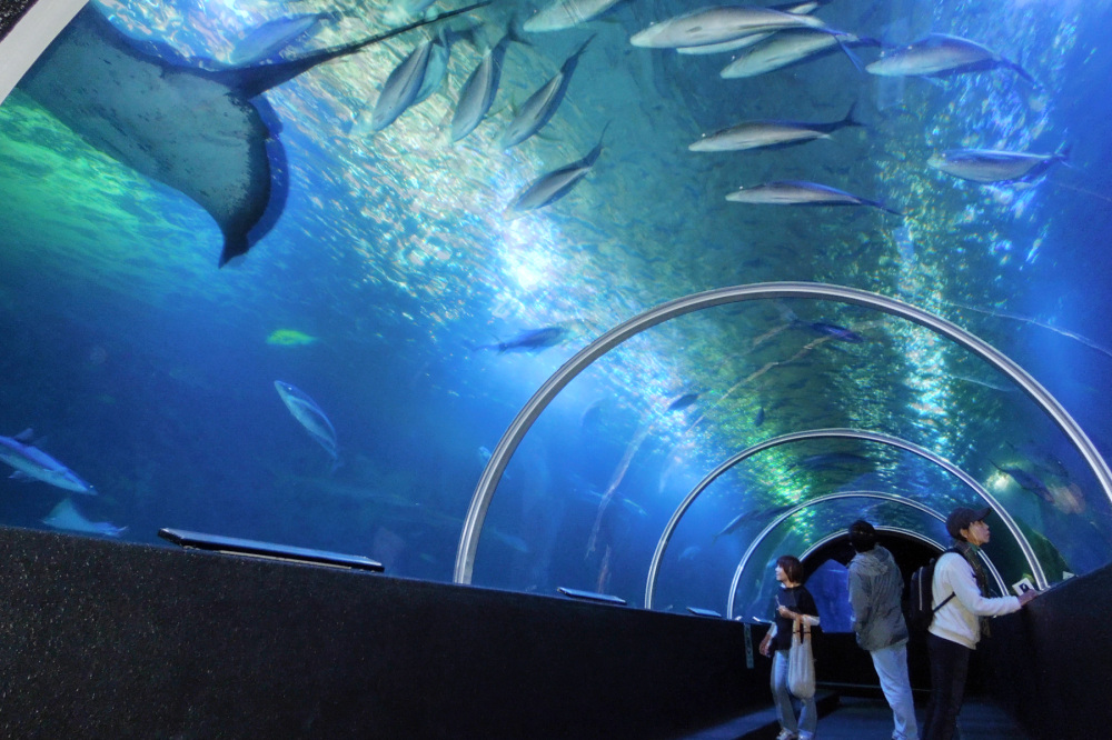 写真提供／串本海中公園センター