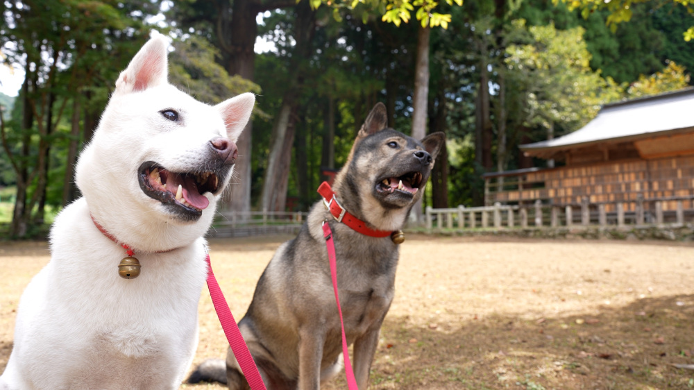 左: すずひめ 右: 大輝