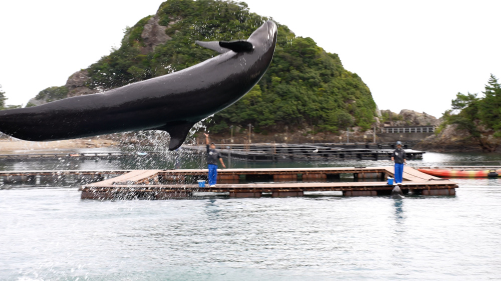 自然の入り江を舞台にした、ダイナミックなくじらショーエリア。