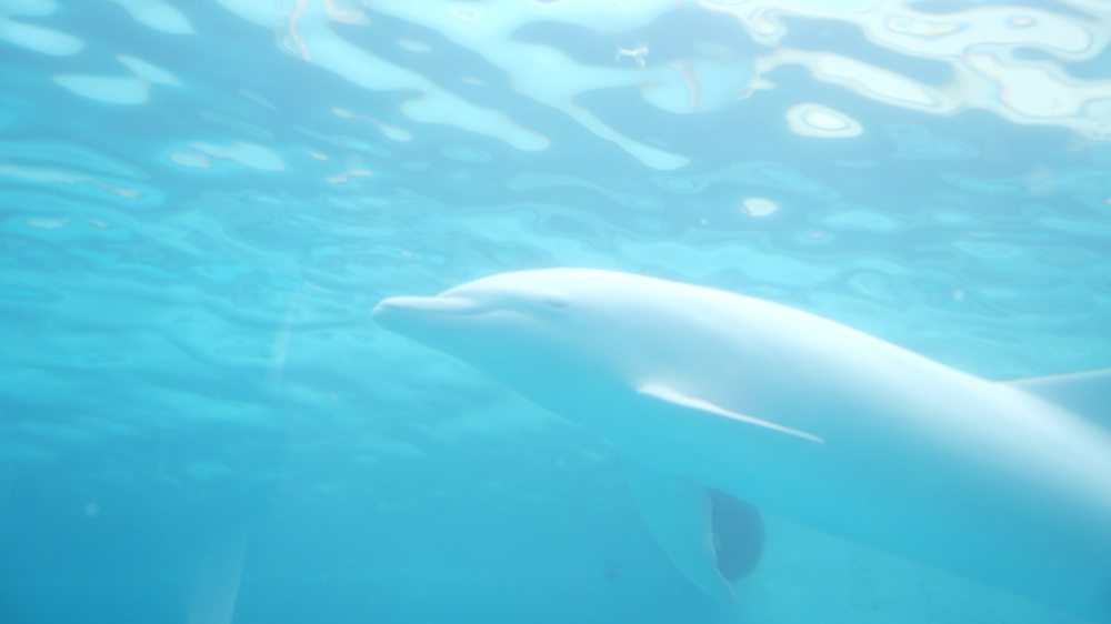 世界でも極めて珍しい、アルビノのバンドウイルカ。