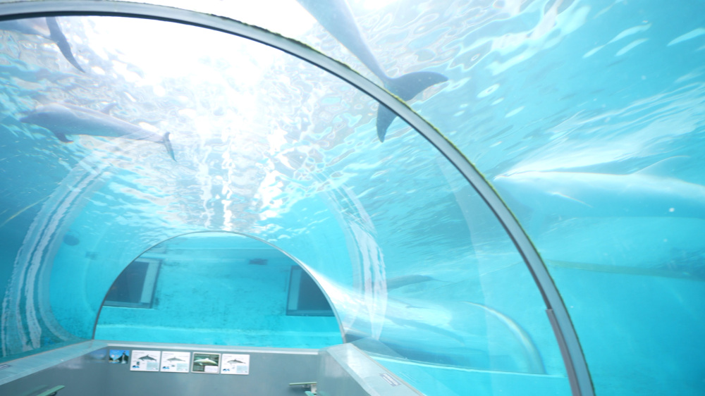 希少なイルカたちが一堂に会するトンネル水槽。