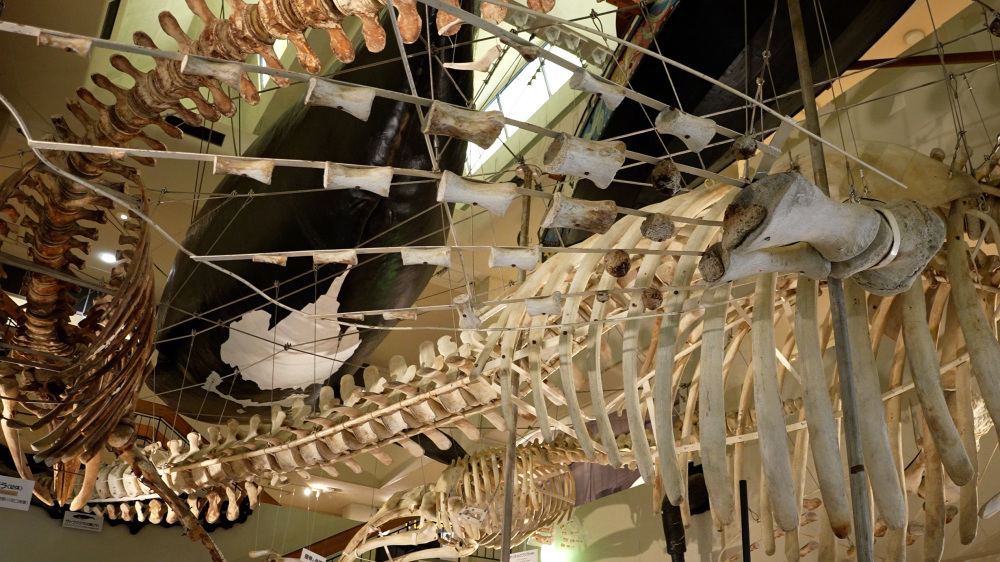 頭上に広がる骨格標本群が、館内に圧倒的なスケール感を生み出します。