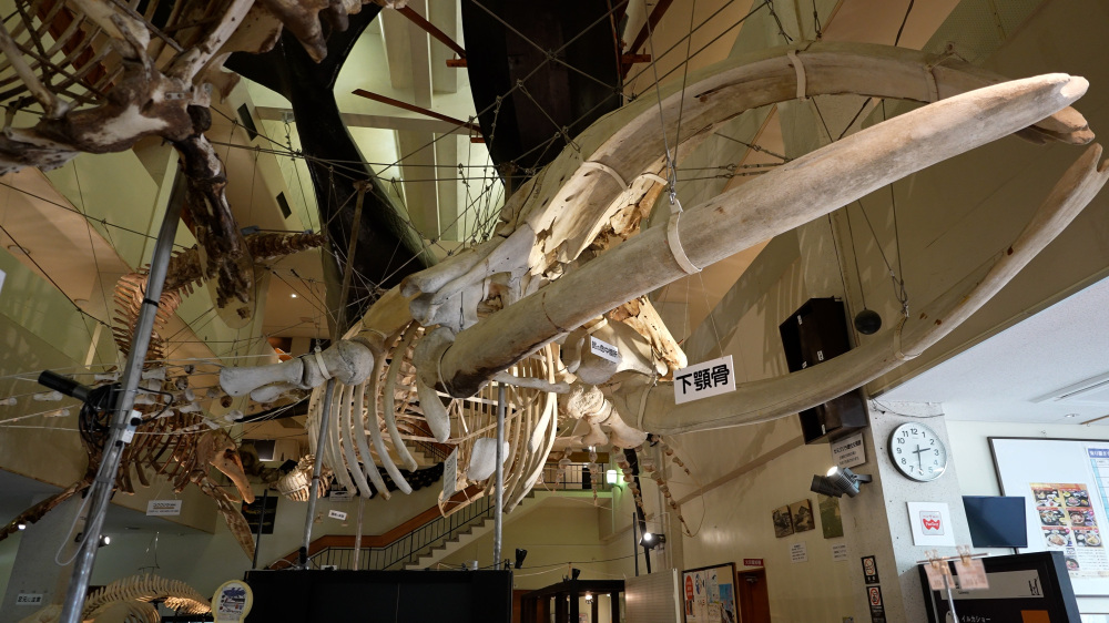 大きく弧を描く下顎骨が、セミクジラの巨大さを物語る。