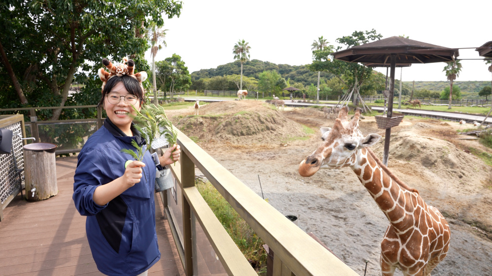 キリンやゾウなどにおやつをあげられる、迫力あるフィーディング体験。