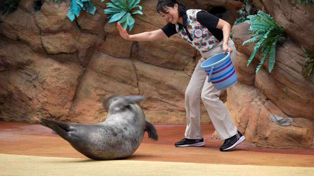 ショーで大活躍するカリフォルニアアシカ。