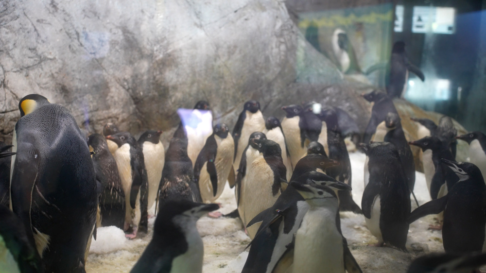 多彩な種類のペンギンが暮らす「海獣館」。日本一の飼育数を誇ります。