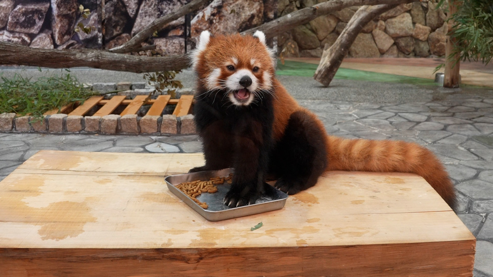 元ジャイアントパンダのブリーディングセンターで暮らすレッサーパンダ。遊具で元気に遊ぶ姿がチャーミング。