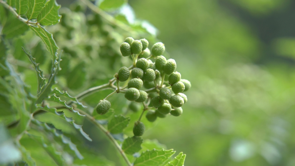 たわわに実ったぶどう山椒。