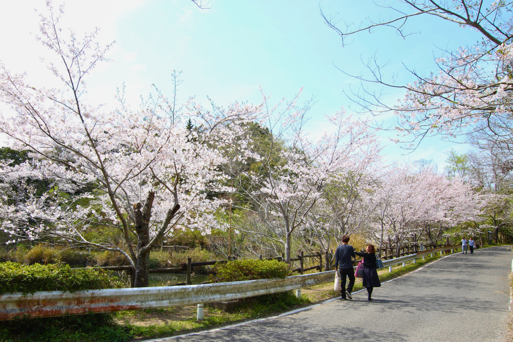 写真提供：田辺市