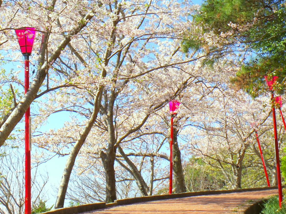 写真提供：白浜町観光課