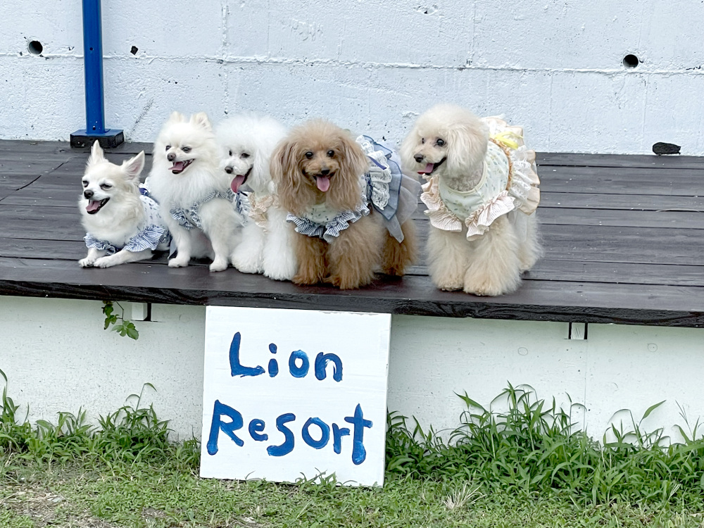 Lion Resort