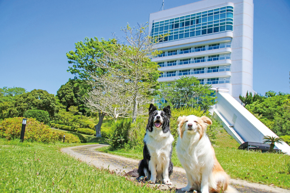 わんわんパラダイス プレミア 南紀白浜