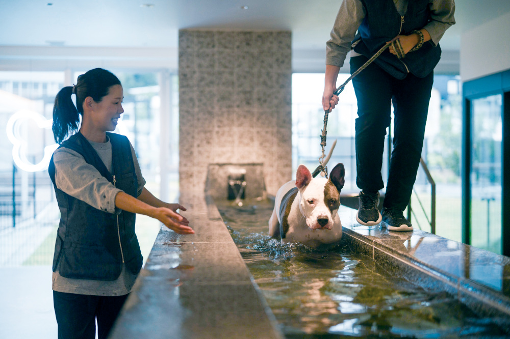 ドッグホテル白浜