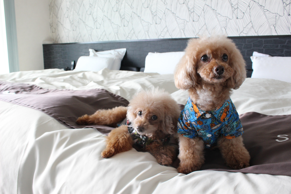 ドッグヴィラ プルメリア印南