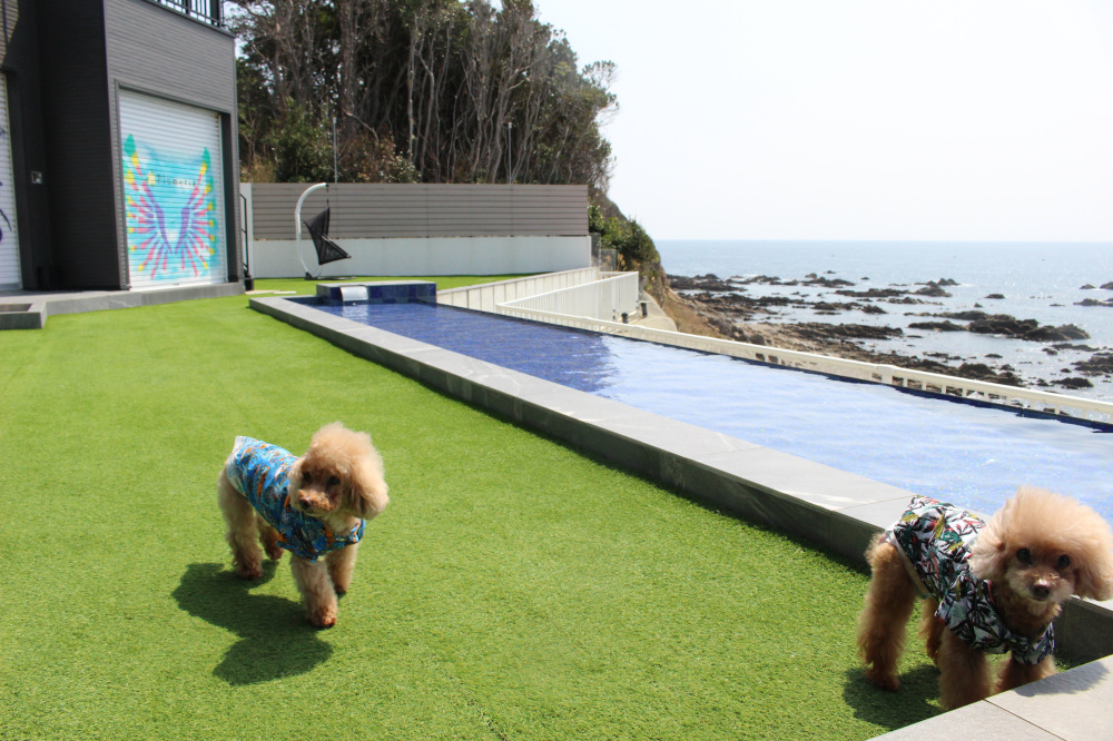 ドッグヴィラ プルメリア印南