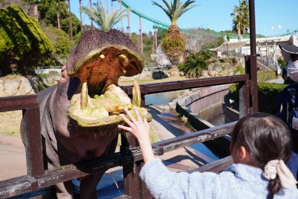 雨天をのぞき毎日実施される「カバフィーディング」。