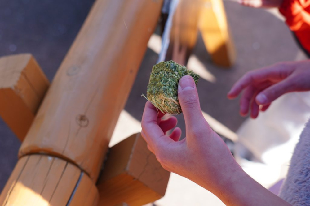 カバのおやつは、草をサイコロ状に固めたもの。