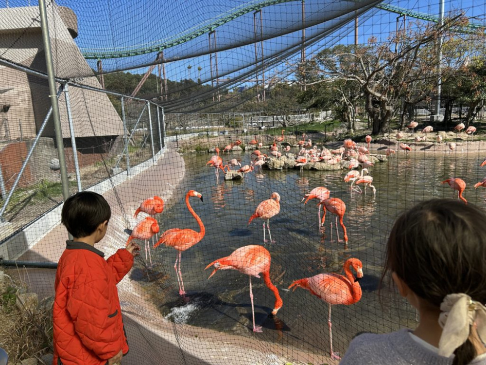 BIRDTOPには約100羽のフラミンゴが暮らしているそう。