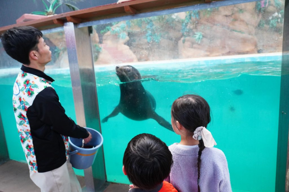 動物のパフォーマンスライブ「アニマルアクション」で活躍しているカリフォルニアアシカ。