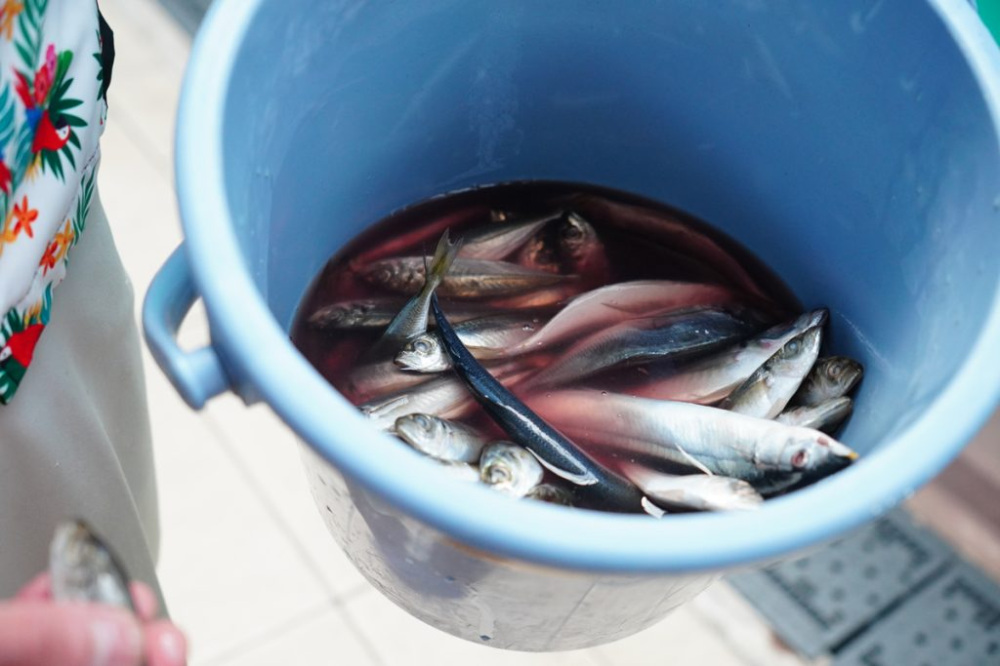 このときあげていたのは冷凍アジ。